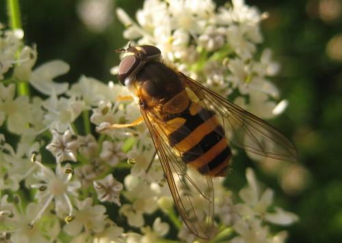 Réf. 196 989 : Epistrophe grossulariae